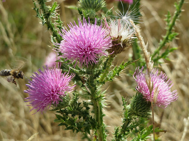 Chardon fausse acanthe