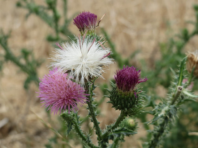 Chardon fausse acanthe