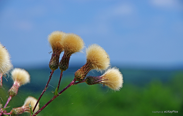 Chardon fausse acanthe (Carduus acanthoides)