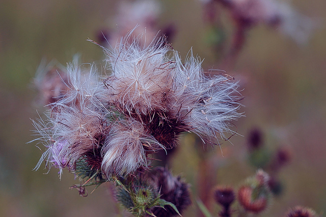 Chardon crépu (Carduus crispus)