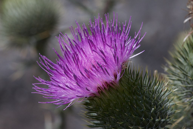 Chardon à pédoncules nus