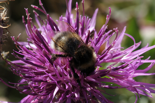 Chardon à pédoncules nus (Carduus defloratus)