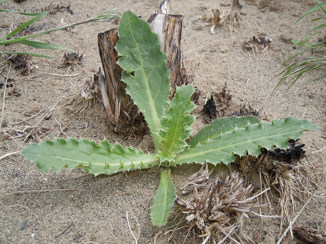 Chardon penché (Carduus nutans)