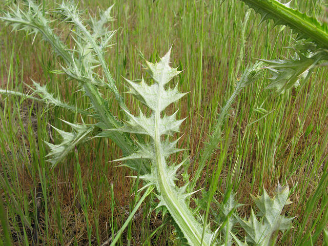 Chardon à capitules denses (Carduus pycnocephalus)