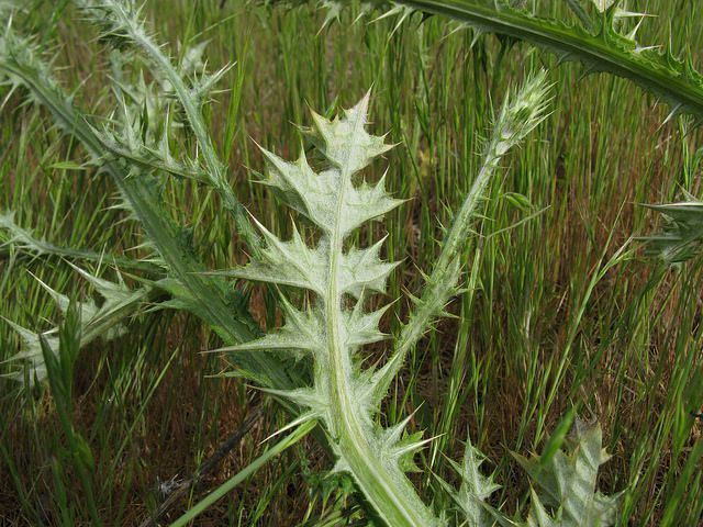 Chardon à capitules denses