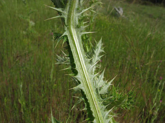 Chardon à capitules denses