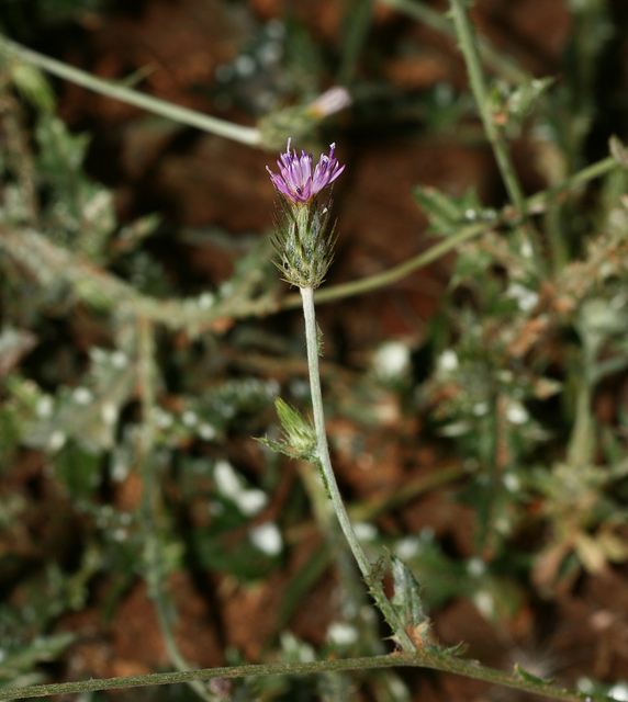 Chardon à capitules denses
