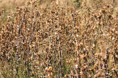 Chardon à petits capitules