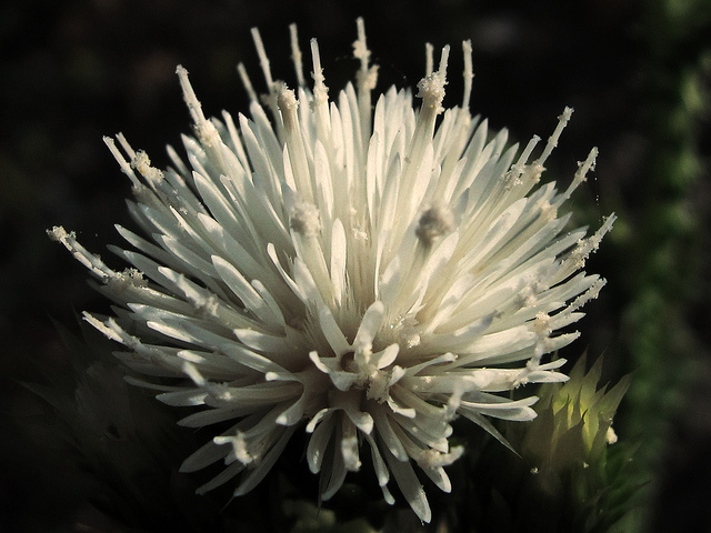 Chardon à petits capitules (Carduus tenuiflorus)