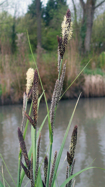 Fausse laiche aiguë (Carex acutiformis)