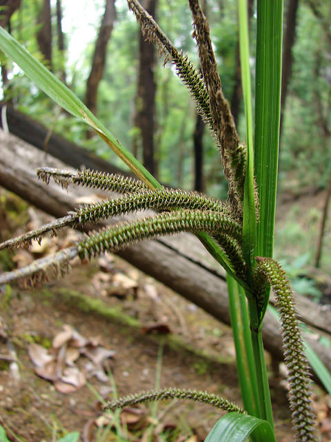 Carex alligata