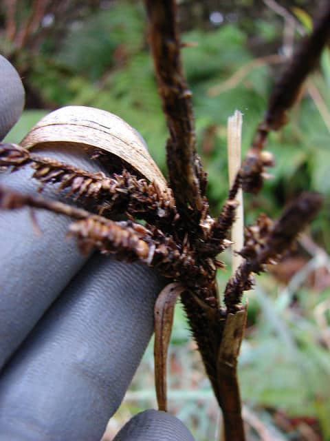 Carex alligata