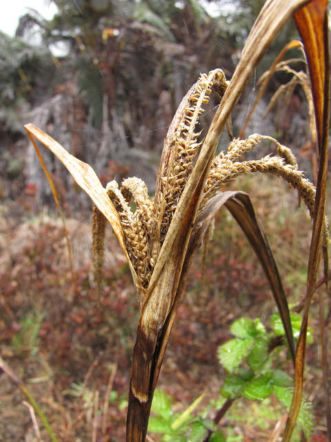 Carex alligata