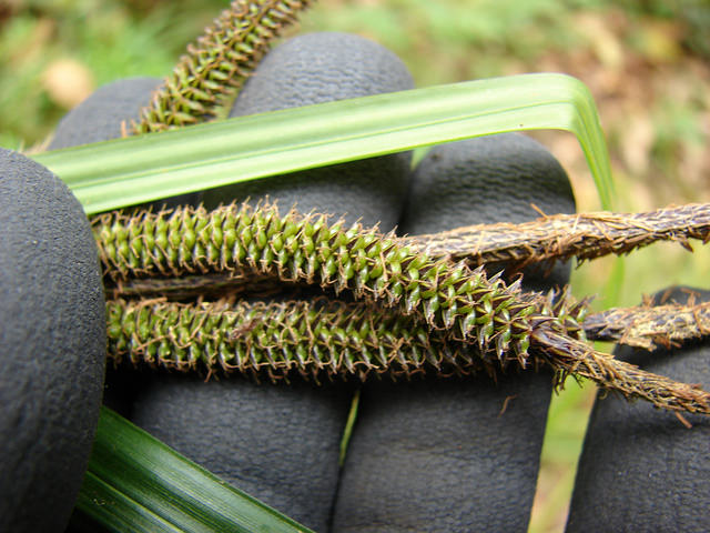 Carex alligata