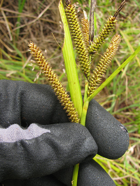 Carex alligata