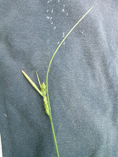 Carex aquatilis