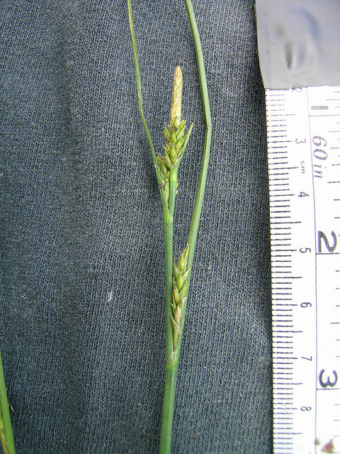 Carex aquatilis