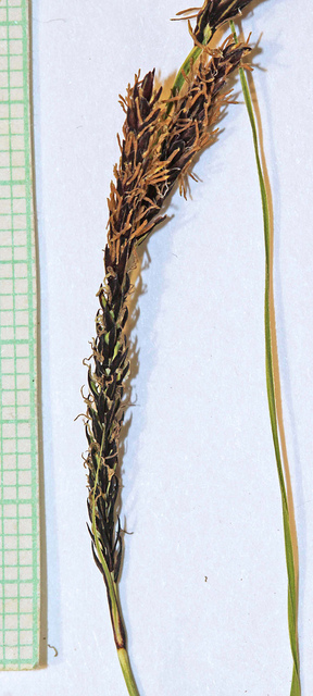 Carex aquatilis