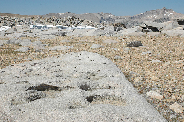 Laîche des sables