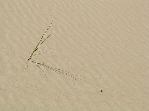 Laîche des sables