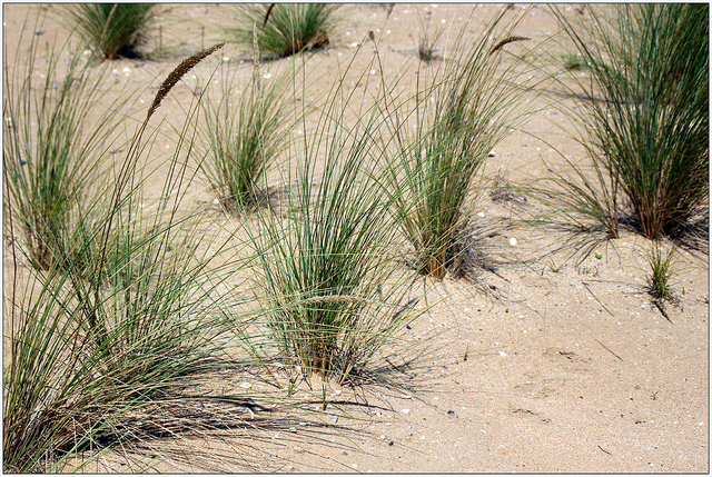 Laîche des sables (Carex arenaria)