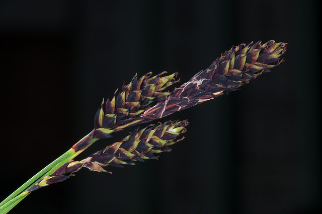 Laiche noirâtre (Carex atrata)