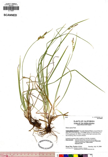 Carex aurea