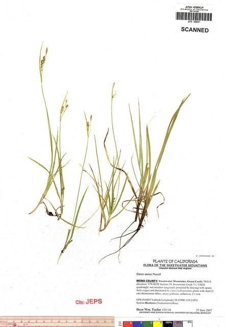 Carex aurea