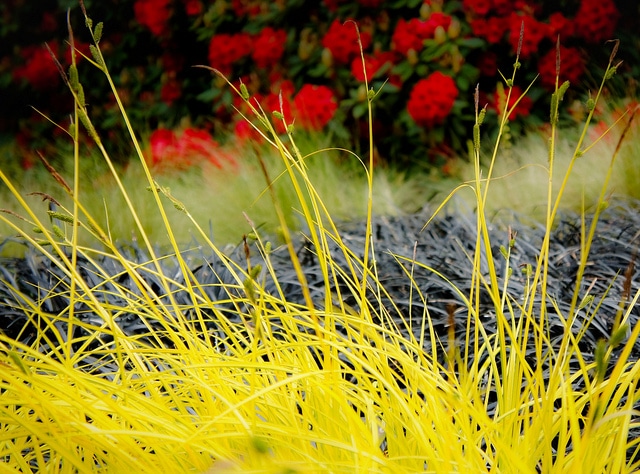 Carex aurea (Carex aurea)