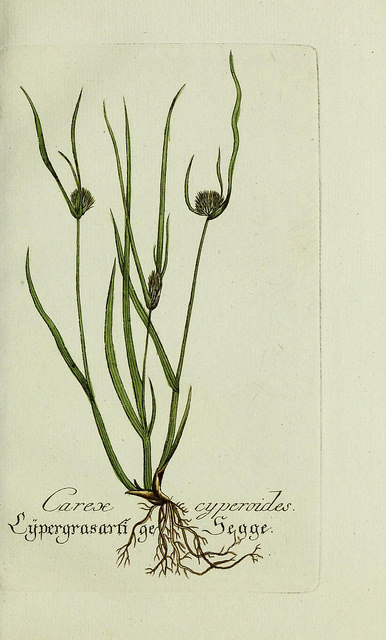 Laiche de bohême (Carex bohemica)