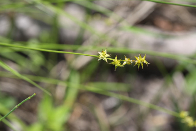 Laiche brunâtre (Carex brunnescens)