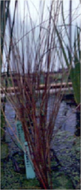 Laîche de buchanan