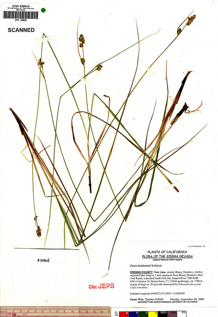 Laiche de buxbaum (Carex buxbaumii)