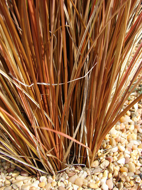 Carex comans (Carex comans)