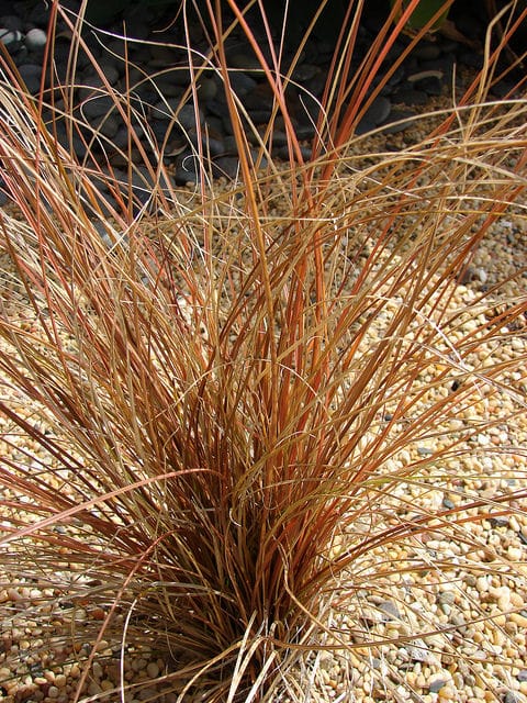 Carex comans