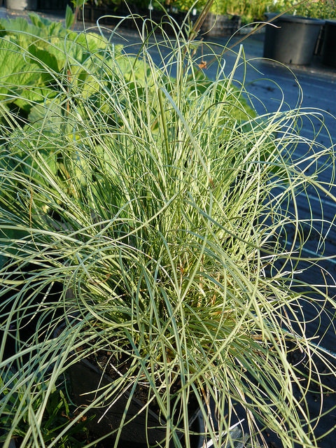 Carex comans
