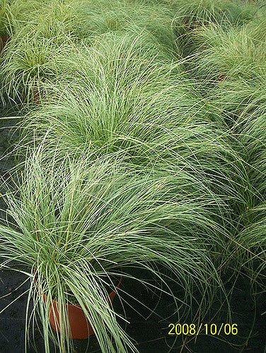 Carex comans