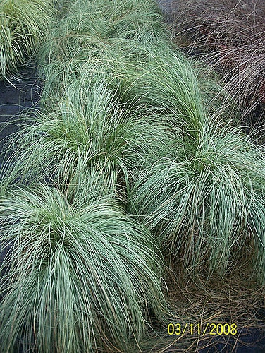 Carex comans