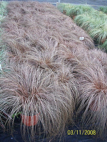 Carex comans