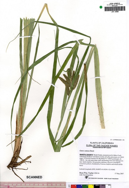 Carex comosa (Carex comosa)
