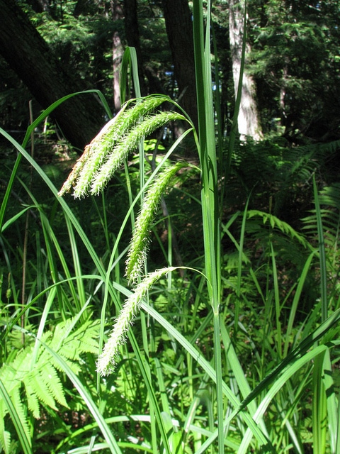 Carex crinita
