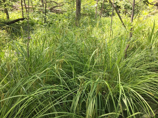 Carex crinita