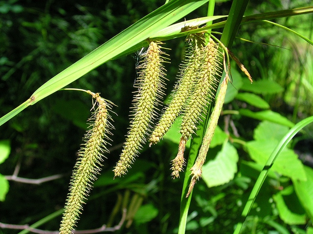 Carex crinita (Carex crinita)