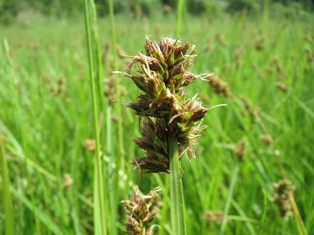 Laiche couleur de renard (Carex cuprina)