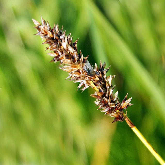 Laiche à deux étamines (Carex diandra)