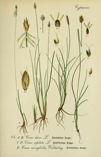 Laiche dioïque (Carex dioica)