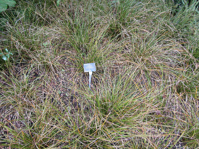 Carex dipsacea
