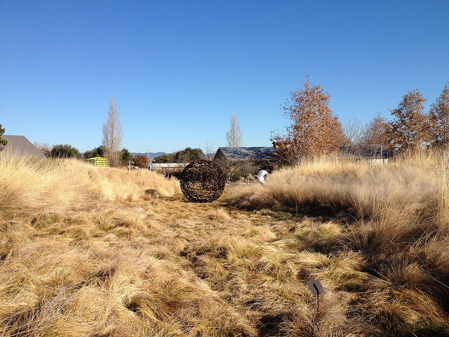 Laiche à épis séparés (Carex divulsa)