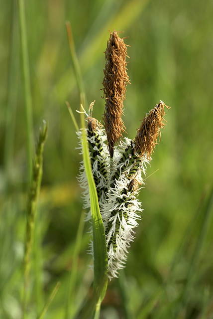 Carex très étroit