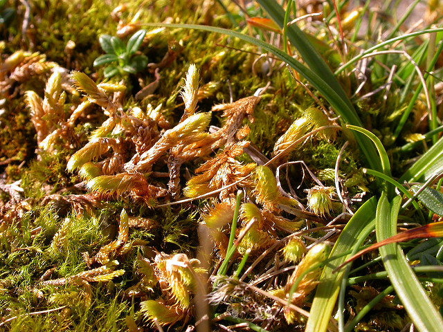 Laiche des bruyères (Carex ericetorum)